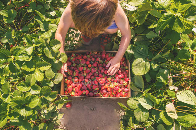 Garçon cueillette des fraises — Photo de stock