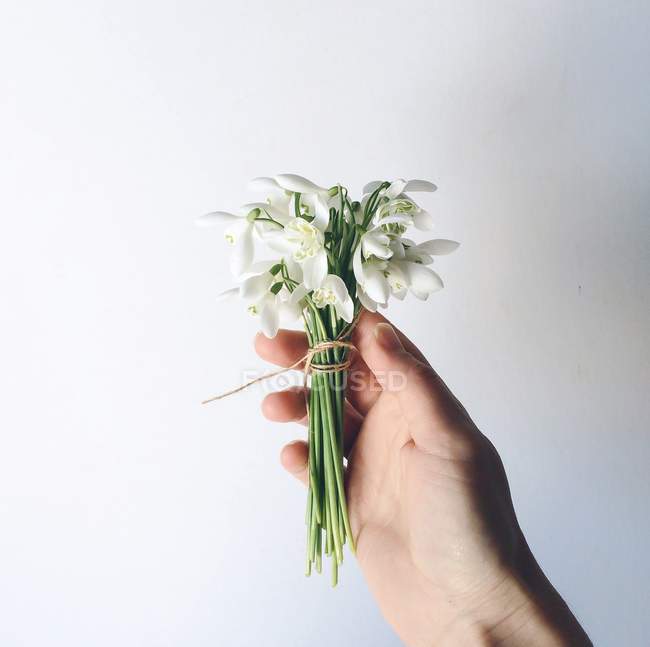 Hand holding spring snowdrops — Stock Photo