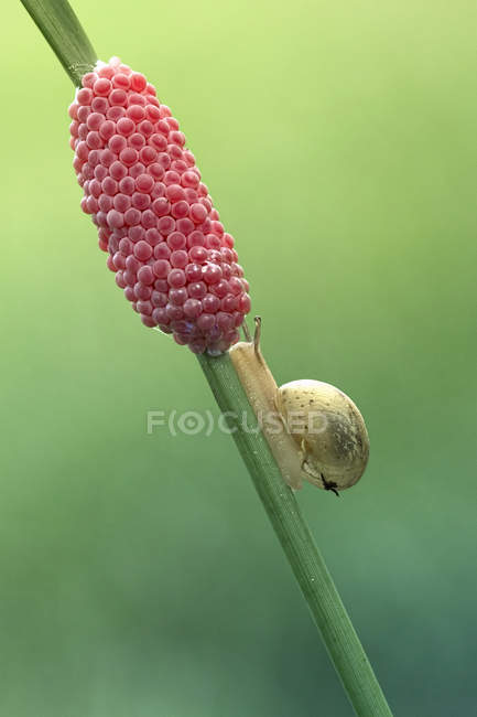 Snail crawling up plant — Stock Photo