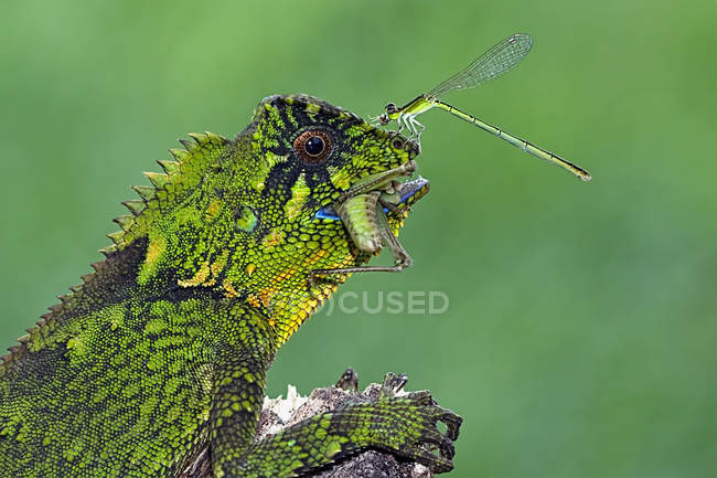 Dragonfly sitting on nose of chameleon — Stock Photo