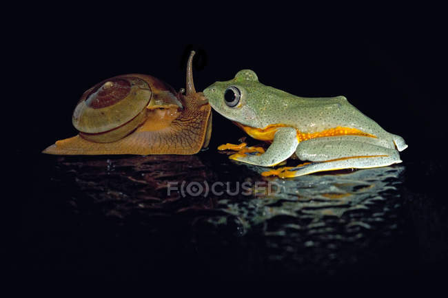 Дерево жаба цілує равлика — стокове фото
