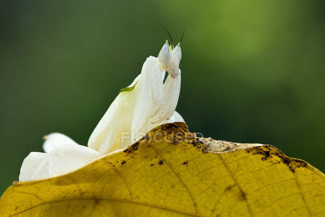 Mantis orquídea en la hoja - foto de stock