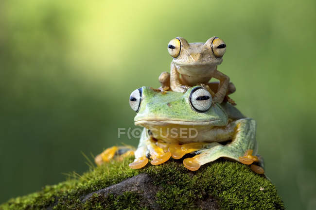 Petite grenouille assise sur une autre grenouille — Photo de stock