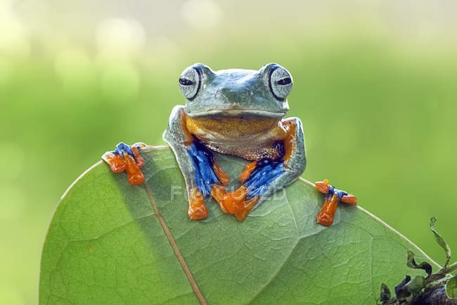 Frosch sitzt auf Blatt — Stockfoto