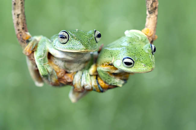 Two frogs on branch — Stock Photo
