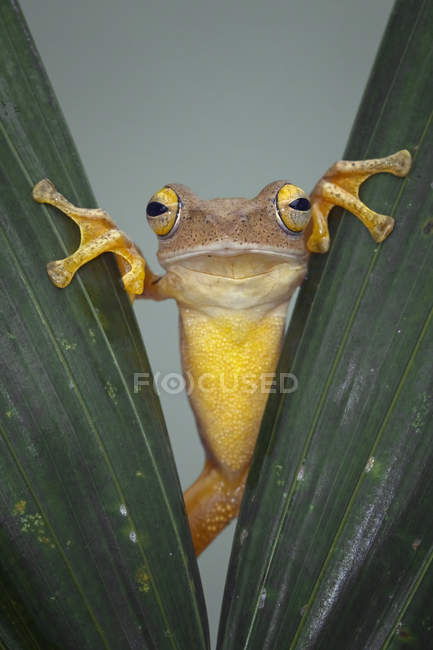 Frosch schaut durch Blätter — Stockfoto