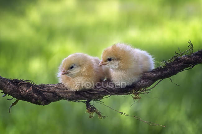 Dos pollitos en la rama del árbol - foto de stock