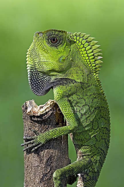 Chameleon crawling up tree — Stock Photo