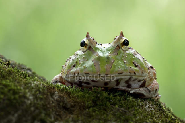 Pacman frog sitting on rock — Stock Photo