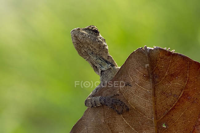 Retrato de um lagarto na folha — Fotografia de Stock