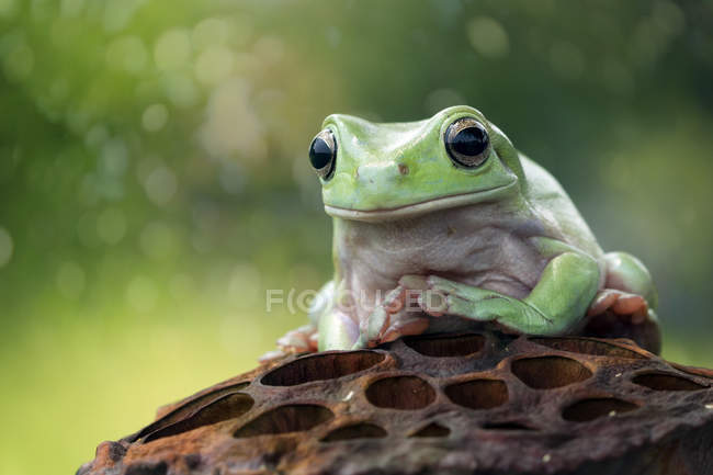 Frog sitting on dried lotus — Stock Photo