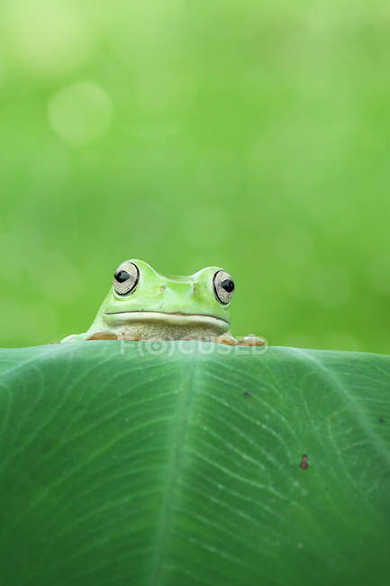 Frog looking over top of leaf — Stock Photo