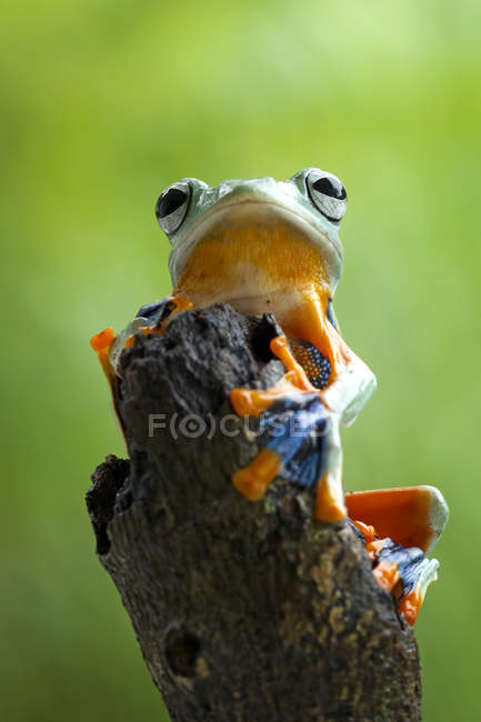 Frosch sitzt auf Ast — Stockfoto