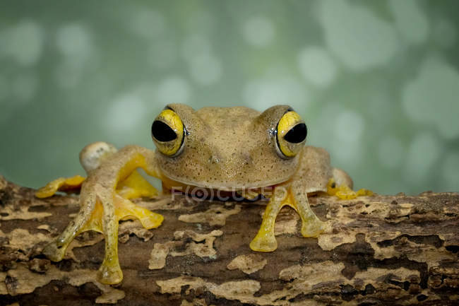 Frosch sitzt auf Ast — Stockfoto