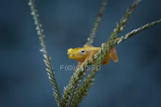 Rana in miniatura seduta sulla pianta — Foto stock
