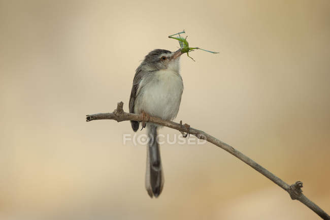 Un oiseau mange un insecte — Photo de stock