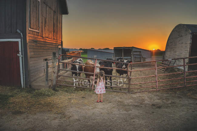 Девушка, стоящая перед коровами — стоковое фото