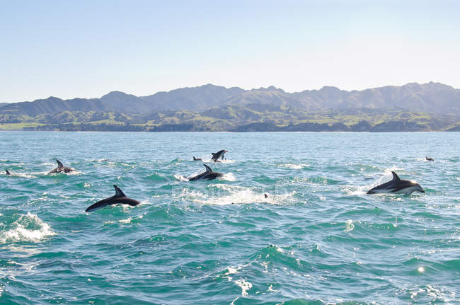 Pod di delfini che saltano sopra l'acqua — Foto stock
