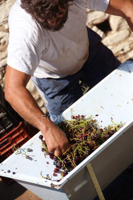 Man pouring grapes in vineyard — Stock Photo