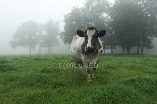 Mucca in piedi nel campo nella nebbia, Azelo, Overijssel, Olanda — Foto stock