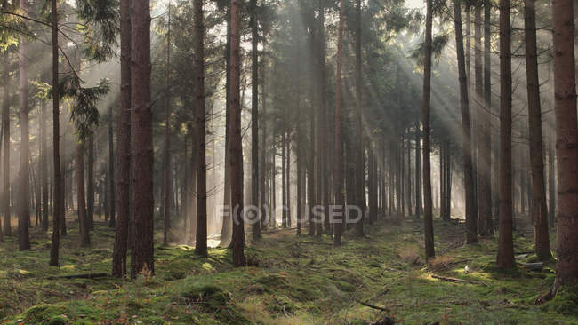 Sunbeams streaming through trees in forest — Stock Photo