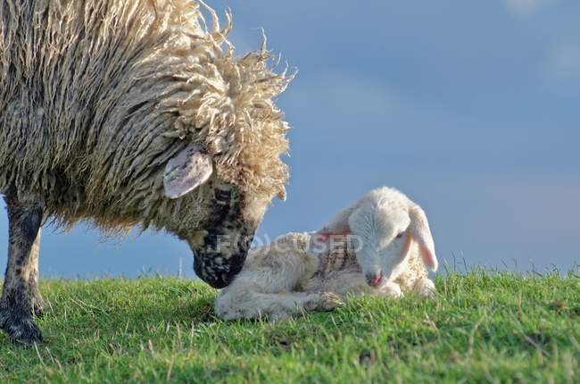 Овца с ягненком в поле — стоковое фото
