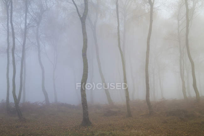 Matin brumeux en forêt — Photo de stock