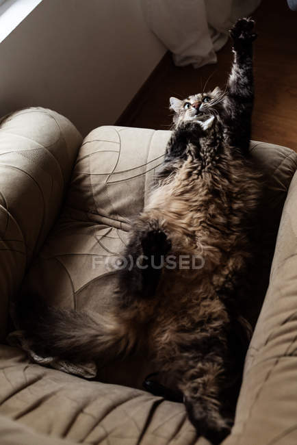 Cat playing on armchair — Stock Photo