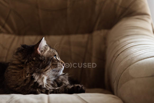 Кот лежит на кресле — стоковое фото