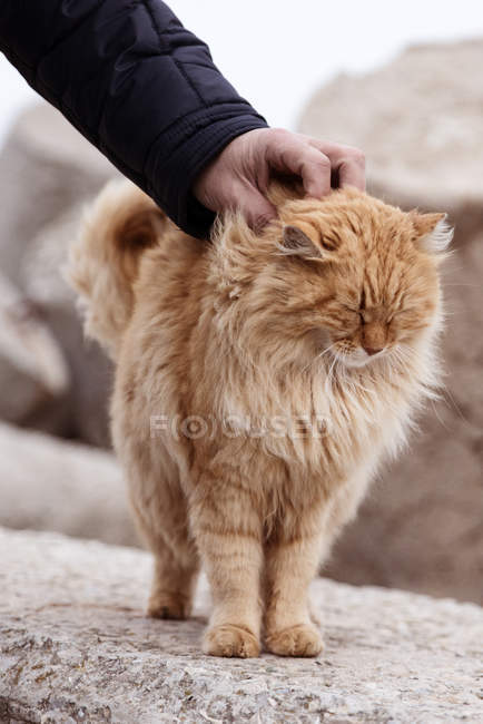 Человек гладит кошку — стоковое фото