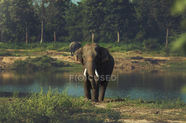 Eléphant debout sur la rive — Photo de stock