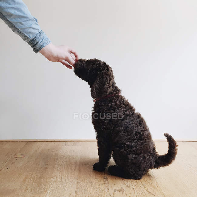 Human feeding labradoodle puppy — Stock Photo