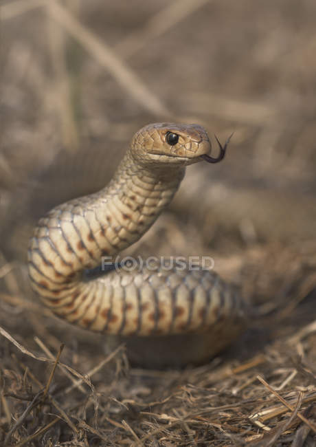 Дикие Восточная коричневая змея — стоковое фото