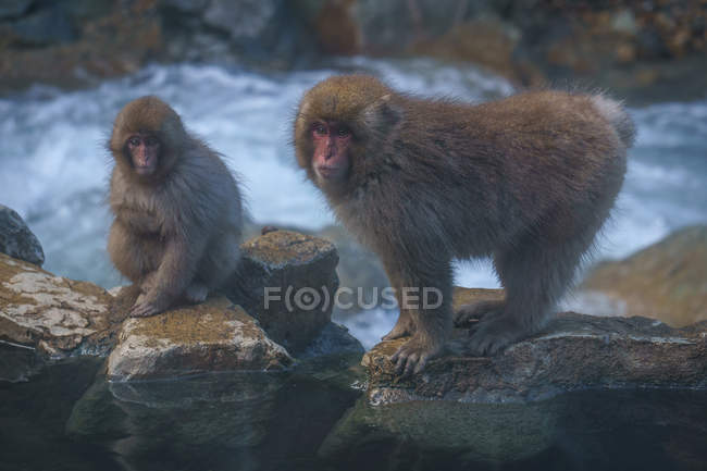 Macacos japoneses junto al río Yokoyu - foto de stock