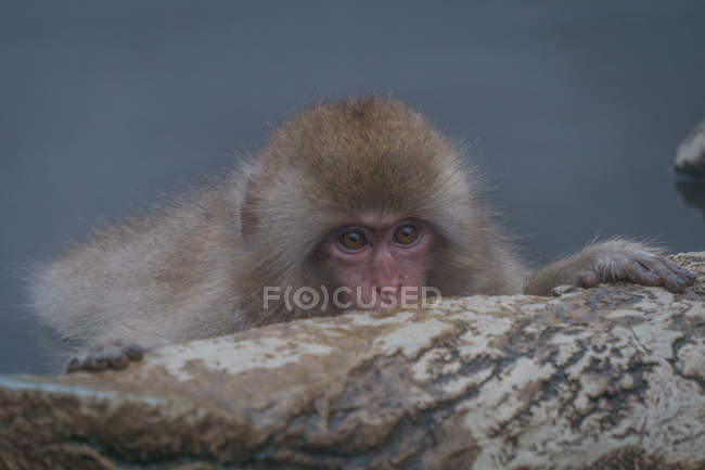 Japanese Macaque hiding behind rock — Stock Photo