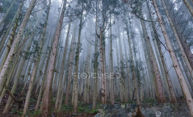 Кедровый лес в тумане — стоковое фото