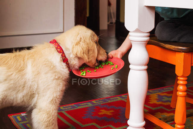 Menino alimentando cão de cachorro golden retriever — Fotografia de Stock