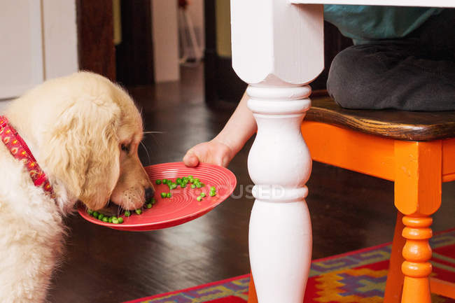 Menino alimentando cão de cachorro golden retriever — Fotografia de Stock