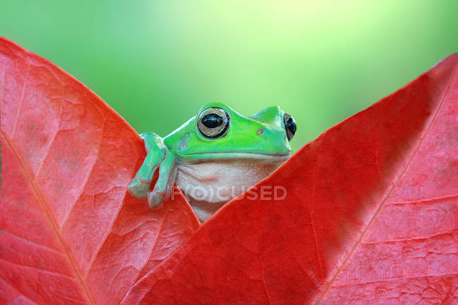 Древесная лягушка на листе — стоковое фото