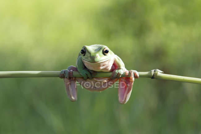 Dumpy tree frog hunging on branch — Stock Photo