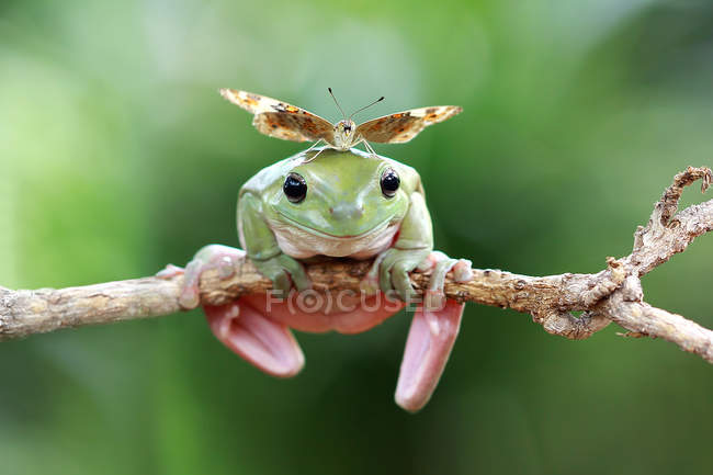 Papillon assis sur une grenouille poubelle — Photo de stock