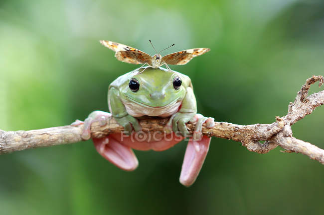 Butterfly sitting on dumpy tree frog — Stock Photo