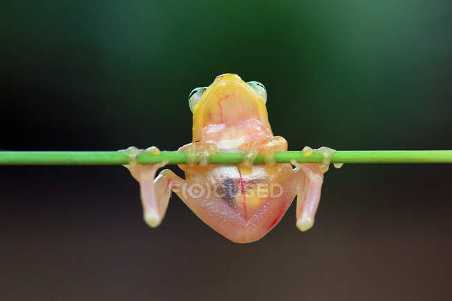 Golden frog on branch — Stock Photo