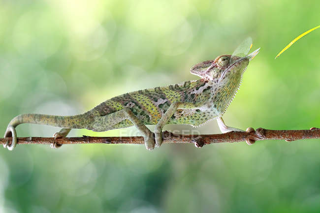 Chameleon eating an insect — Stock Photo
