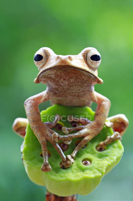 Retrato de rana arborícola orejuda - foto de stock