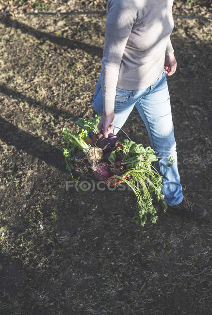 Femme et panier avec des plantes racines — Photo de stock