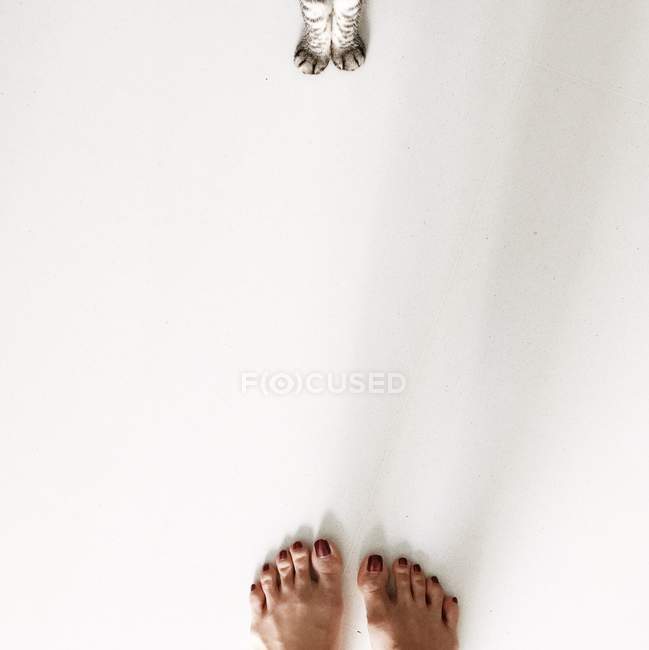Donna piedi e zampe di gatto — Foto stock