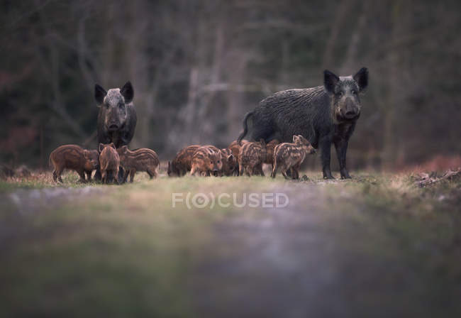 Wild boar family on footpath — Stock Photo