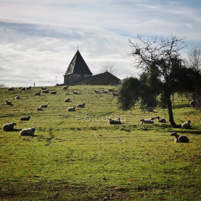 Sheep in field with church in background — Stock Photo