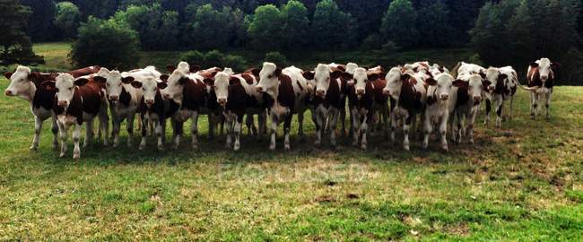 Rebaño de vacas en el campo - foto de stock